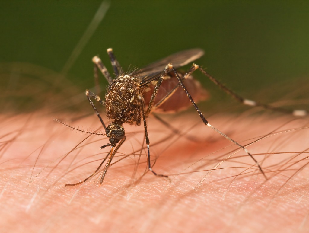 mosquito noblesville