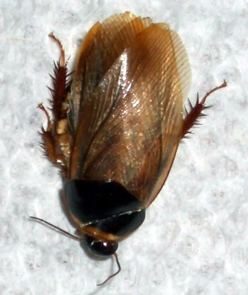 noblesville cockroach