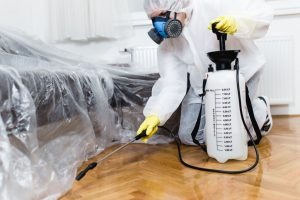 Bed-Bugs-control Bed Bugs control