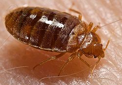 bed-bugs bed bugs