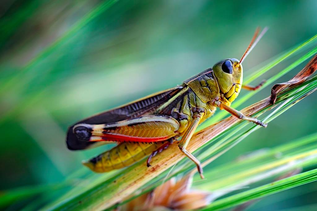 cricket-pest-control
