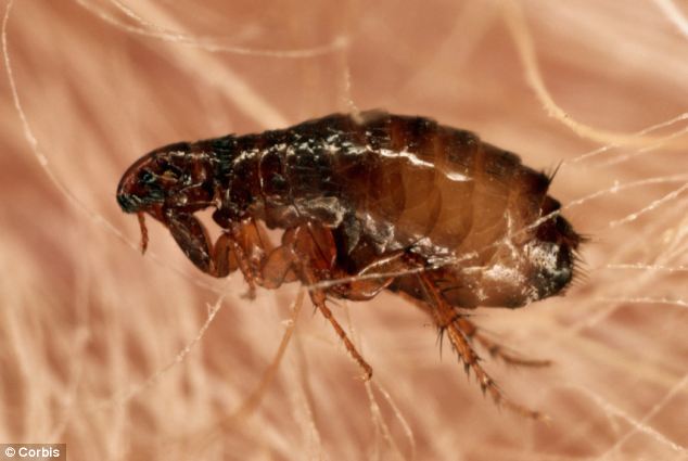 fleas fleas