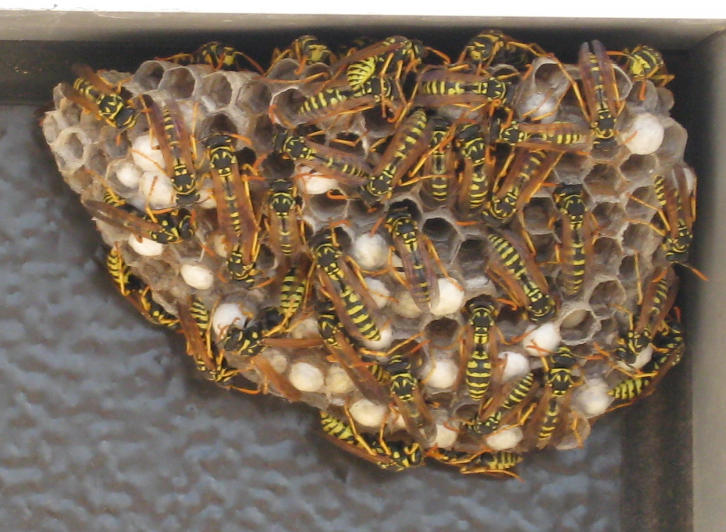 noblesville-bees noblesville bees