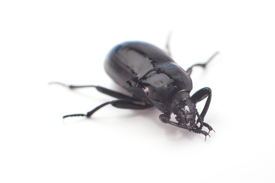beetle beetle